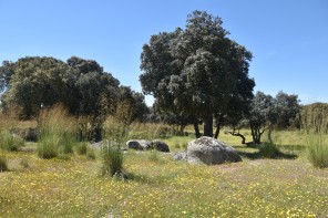 Jardín